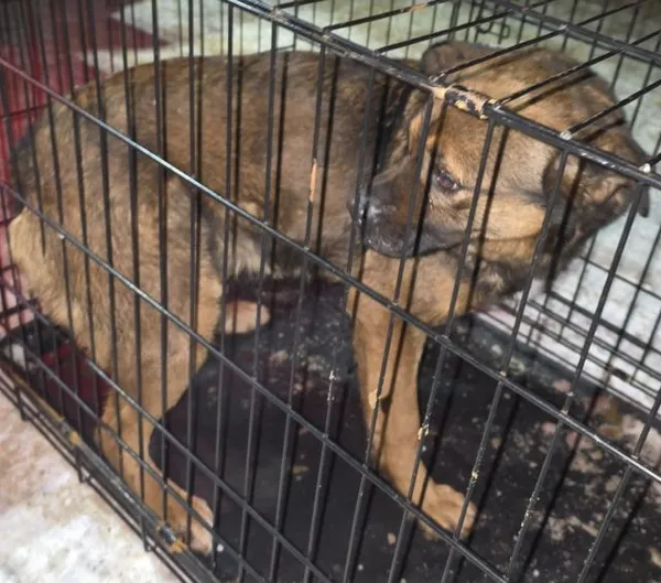 Znaleziono psa, Radom, 9 stycznia 2026