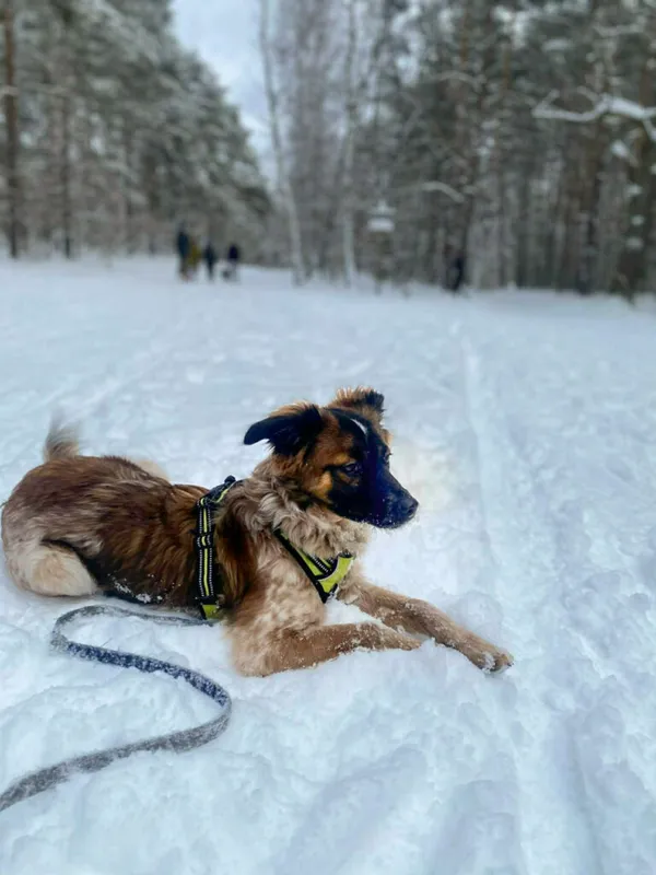 Pies do adopcji, Korabiewice, 12 stycznia 2026 (1/5)