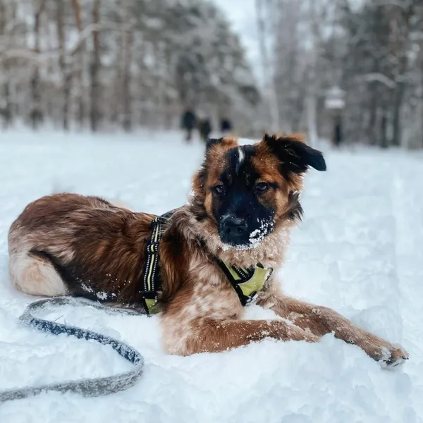 Pies do adopcji, Korabiewice, 12 stycznia 2026 (2/5)