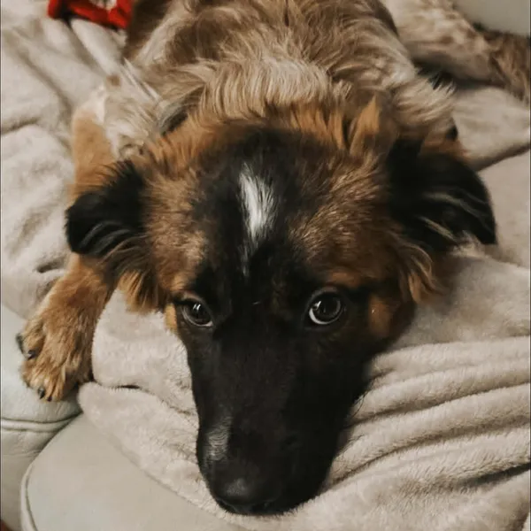 Pies do adopcji, Korabiewice, 12 stycznia 2026 (5/5)