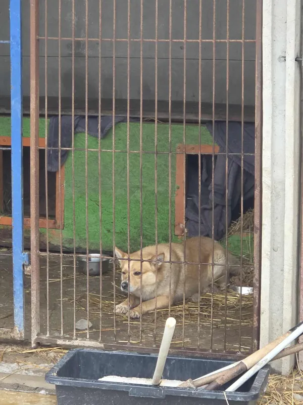 Pies do adopcji, Zgierz, 9 stycznia 2026 (2/3)