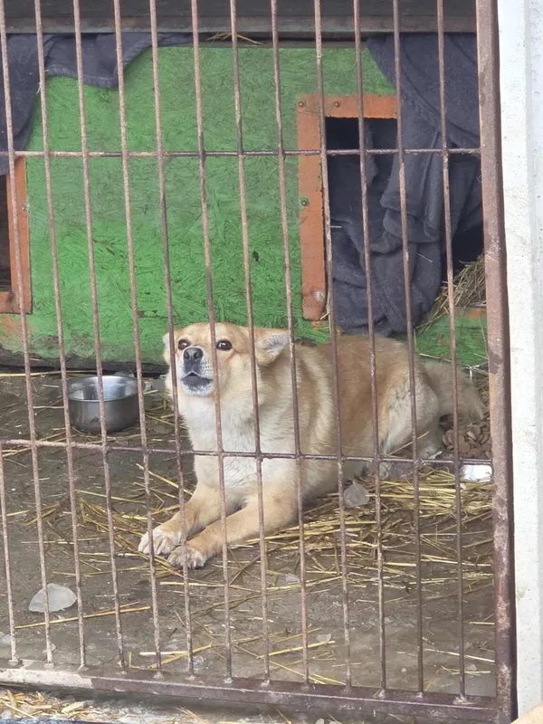 Pies do adopcji, Zgierz, 9 stycznia 2026 (3/3)