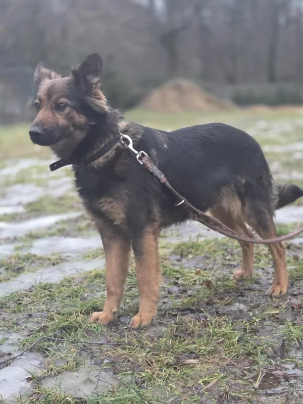 Pies do adopcji, Zgierz, 11 stycznia 2026 (1/5)