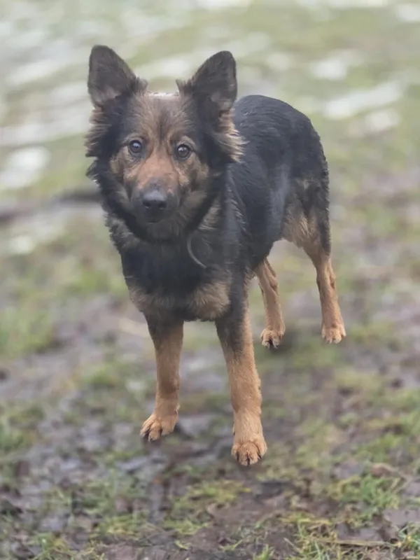 Pies do adopcji, Zgierz, 11 stycznia 2026 (2/5)