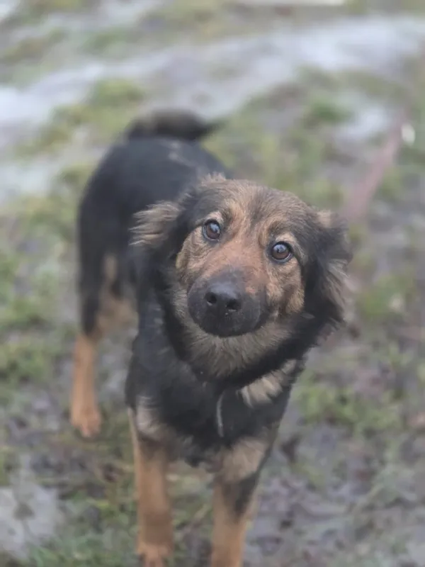 Pies do adopcji, Zgierz, 11 stycznia 2026 (3/5)