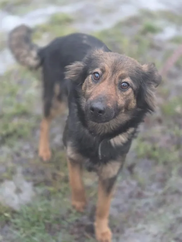 Pies do adopcji, Zgierz, 11 stycznia 2026 (4/5)