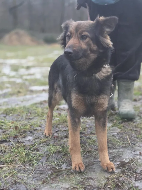 Pies do adopcji, Zgierz, 11 stycznia 2026 (5/5)