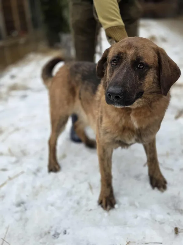 Pies do adopcji, Zgierz, 8 grudnia 2025 (3/5)