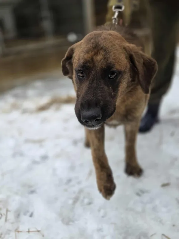 Pies do adopcji, Zgierz, 8 grudnia 2025 (4/5)