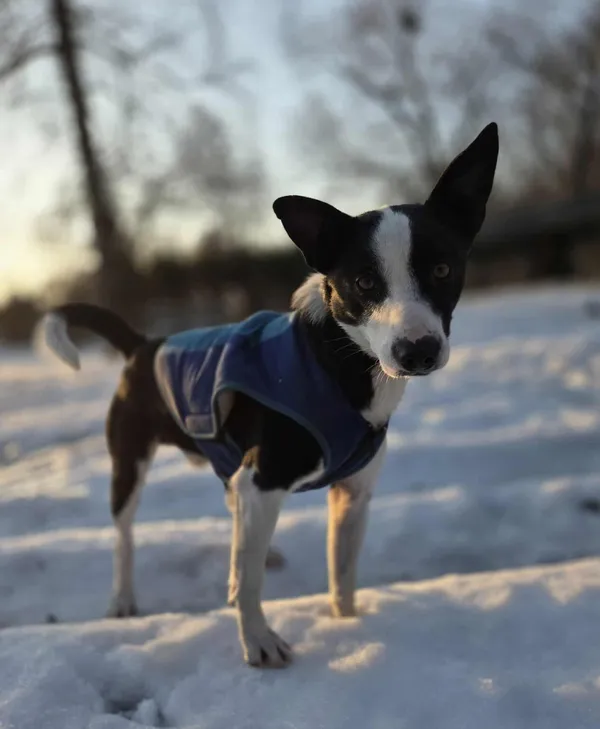 Pies do adopcji, Zgierz, 9 stycznia 2026 (1/5)