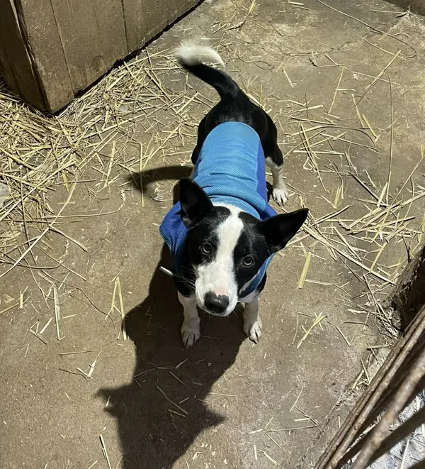 Pies do adopcji, Zgierz, 9 stycznia 2026 (4/5)