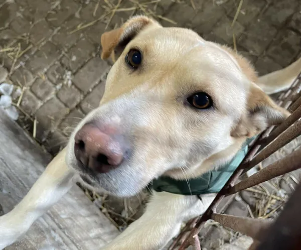 Pies do adopcji, Zgierz, 12 stycznia 2026 (1/5)