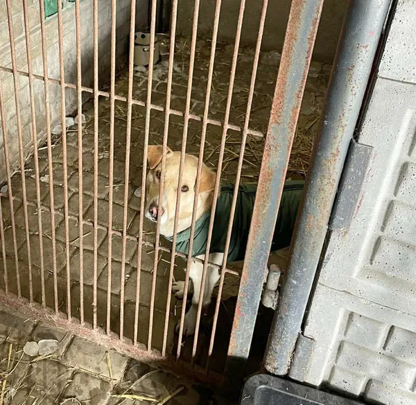 Pies do adopcji, Zgierz, 12 stycznia 2026 (2/5)