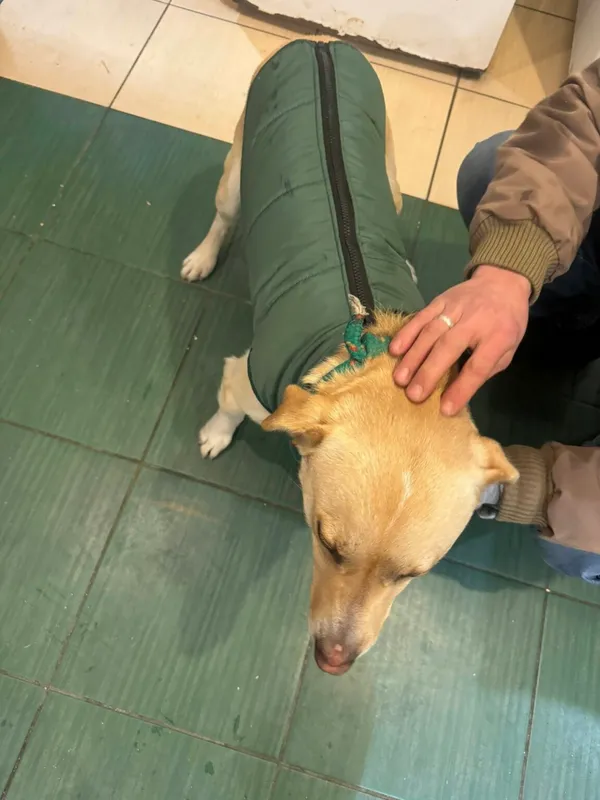 Pies do adopcji, Zgierz, 12 stycznia 2026 (3/5)