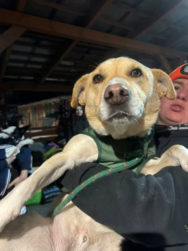 Pies do adopcji, Zgierz, 12 stycznia 2026 (4/5)