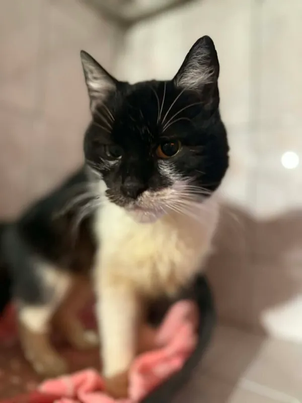 Kot do adopcji, Jelenia Góra, 31 października 2025 (1/5)