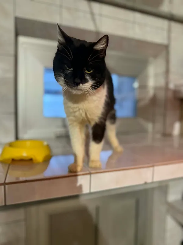 Kot do adopcji, Jelenia Góra, 31 października 2025 (2/5)