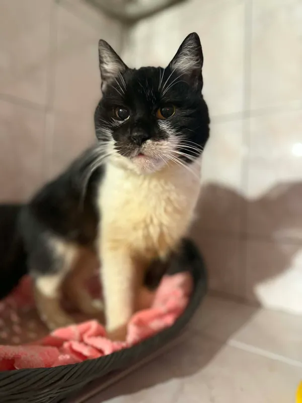 Kot do adopcji, Jelenia Góra, 31 października 2025 (3/5)