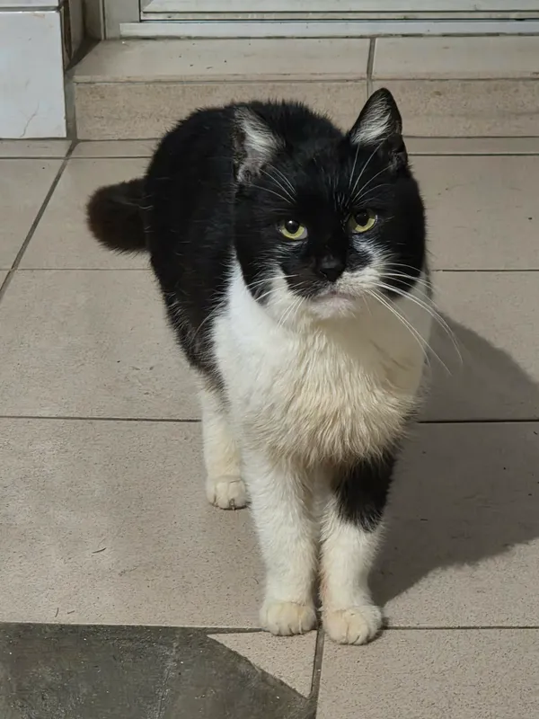 Kot do adopcji, Jelenia Góra, 31 października 2025 (5/5)