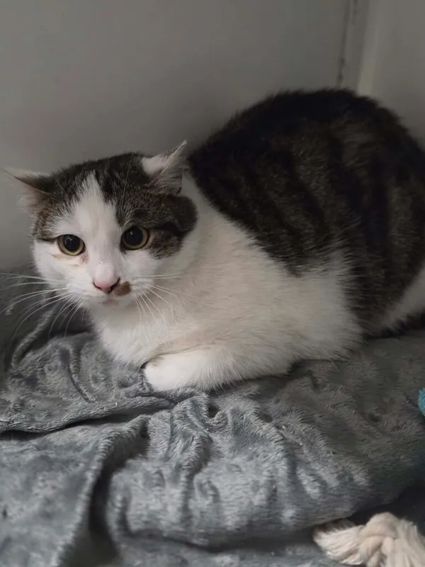 Kot do adopcji, Jelenia Góra, 30 grudnia 2025 (1/3)