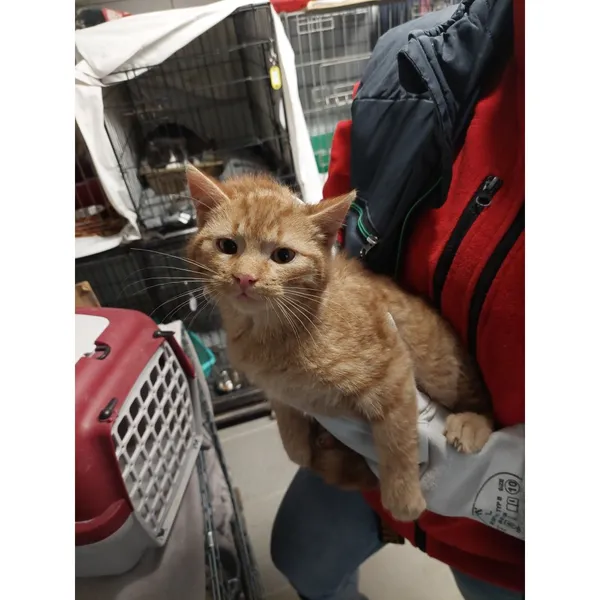 Znaleziono kota, Białystok, 12 stycznia 2026