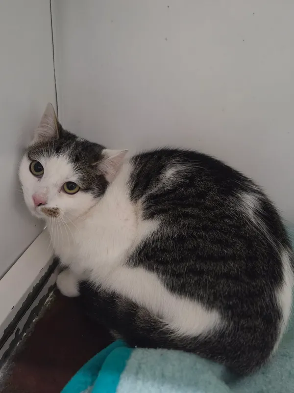 Kot do adopcji, Jelenia Góra, 30 grudnia 2025 (2/3)