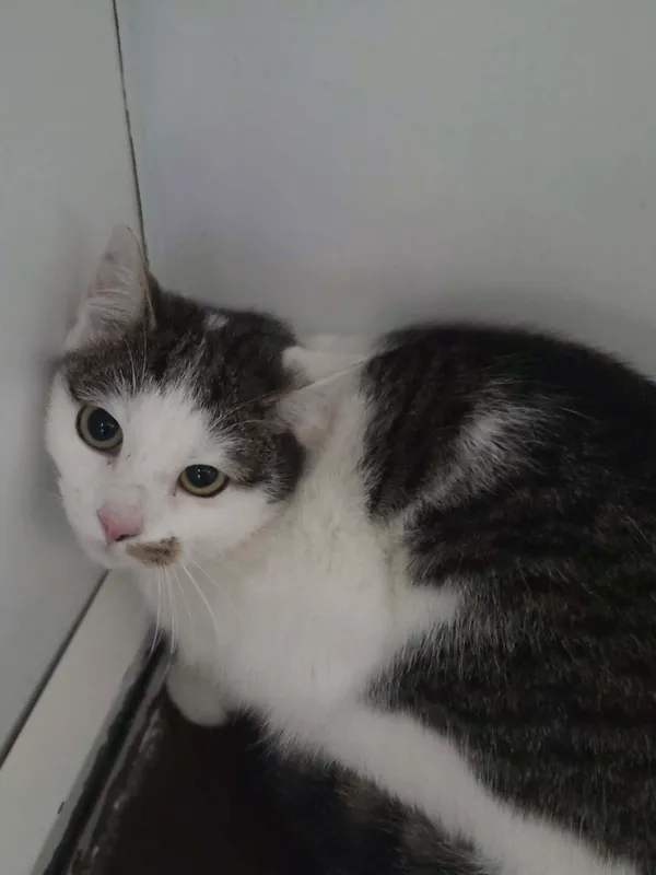 Kot do adopcji, Jelenia Góra, 30 grudnia 2025 (3/3)