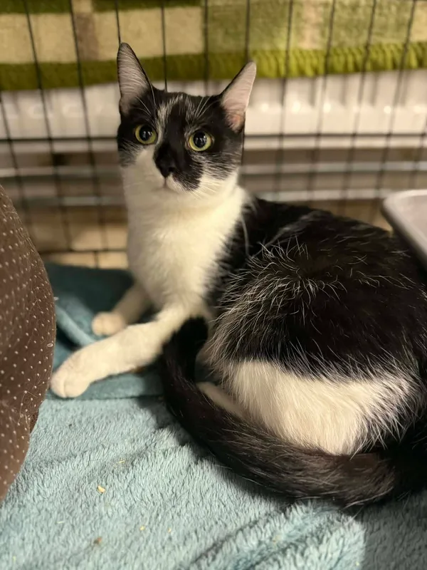 Kot do adopcji, Jelenia Góra, 23 sierpnia 2025 (2/4)