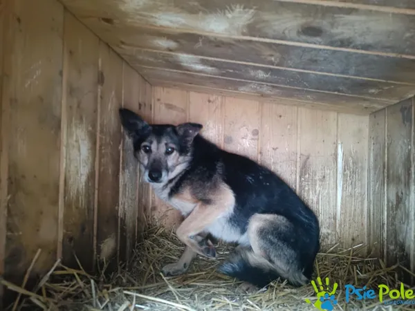 Znaleziono psa, Racławice, 11 stycznia 2026 (2/2)