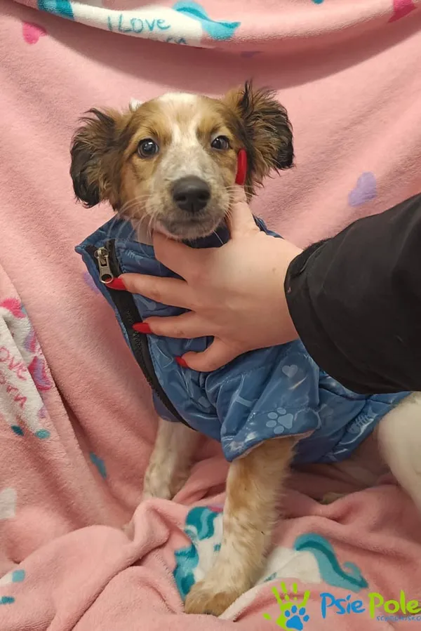 Znaleziono psa, Racławice, 10 stycznia 2026 (1/3)