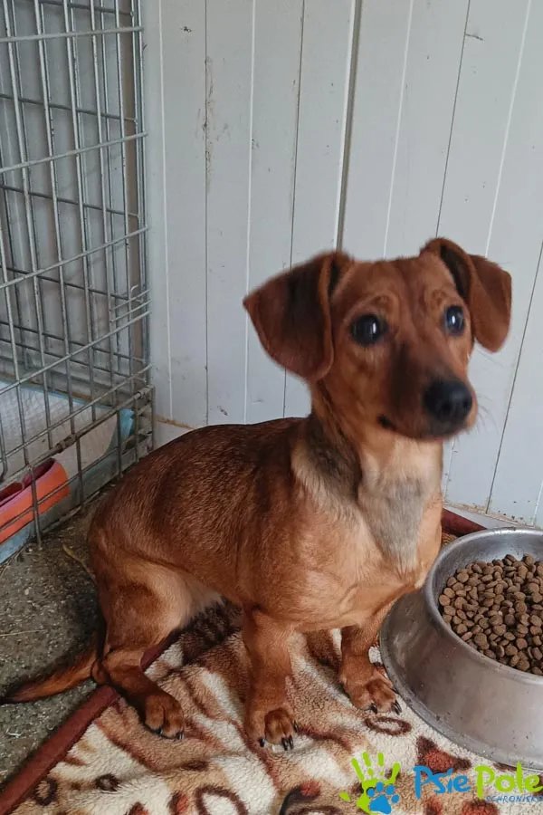 Znaleziono psa, Racławice, 9 stycznia 2026 (1/3)