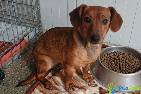 Znaleziono psa, Racławice, 9 stycznia 2026 (2/3)