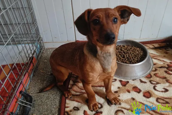 Znaleziono psa, Racławice, 9 stycznia 2026 (3/3)