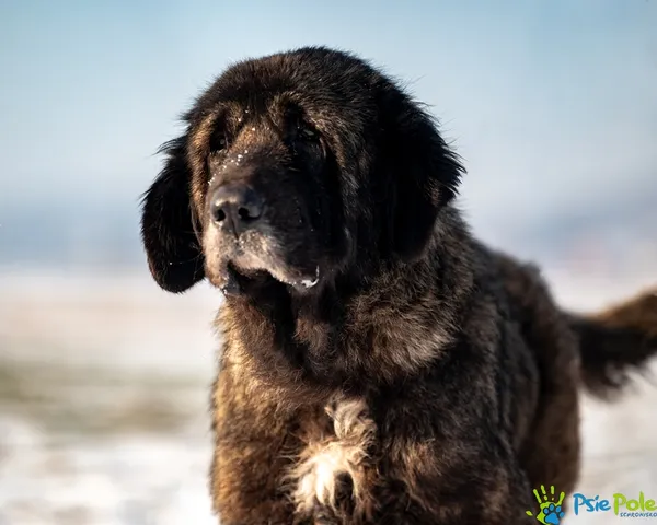 Znaleziono psa, Racławice, 9 stycznia 2026 (4/5)