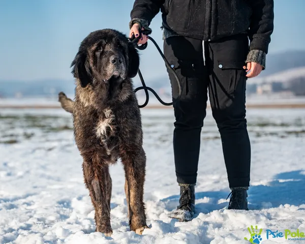 Znaleziono psa, Racławice, 9 stycznia 2026 (5/5)