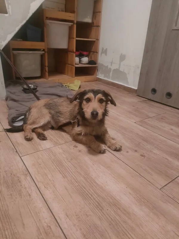 Znaleziono psa, Łódź, 13 stycznia 2026