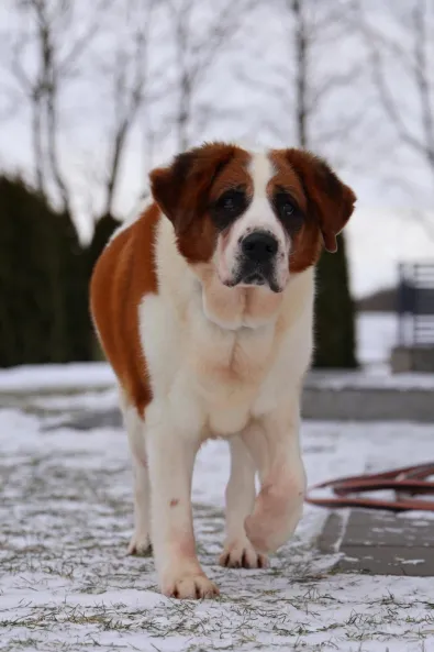 Pies do adopcji, Oborniki, 6 stycznia 2026