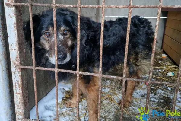 Znaleziono psa, Racławice, 12 stycznia 2026