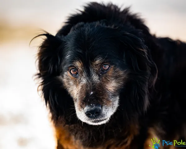 Znaleziono psa, Racławice, 12 stycznia 2026 (1/5)