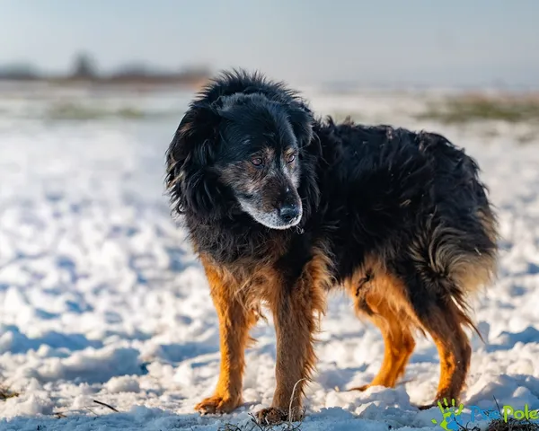 Znaleziono psa, Racławice, 12 stycznia 2026 (2/5)