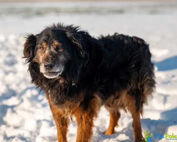Znaleziono psa, Racławice, 12 stycznia 2026 (3/5)