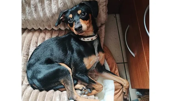 Znaleziono psa, Wrocław, 13 stycznia 2026