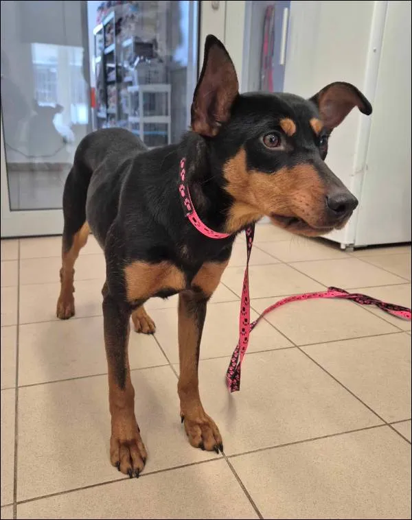 Znaleziono psa, Grudziądz, 13 stycznia 2026