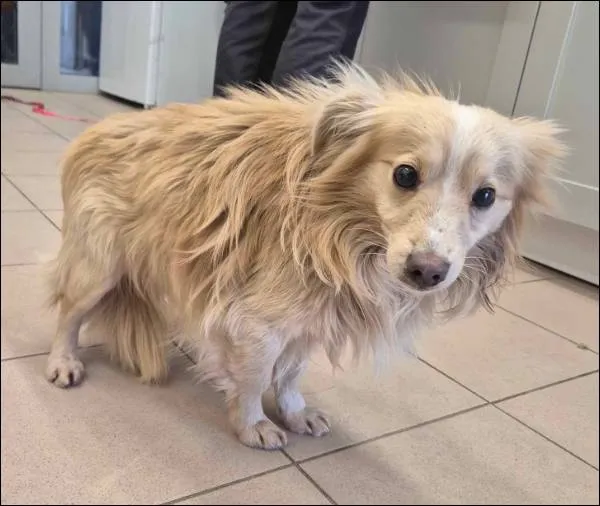 Znaleziono psa, Grudziądz, 13 stycznia 2026