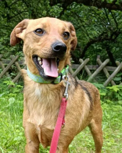 Znaleziono psa, Oborniki, 7 stycznia 2026