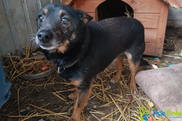 Znaleziono psa, Racławice, 11 stycznia 2026 (3/4)