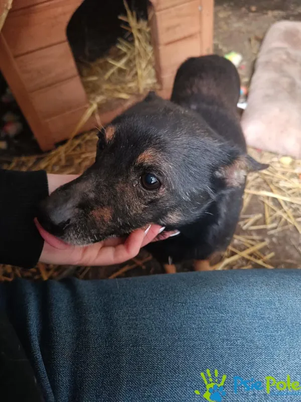 Znaleziono psa, Racławice, 11 stycznia 2026 (4/4)