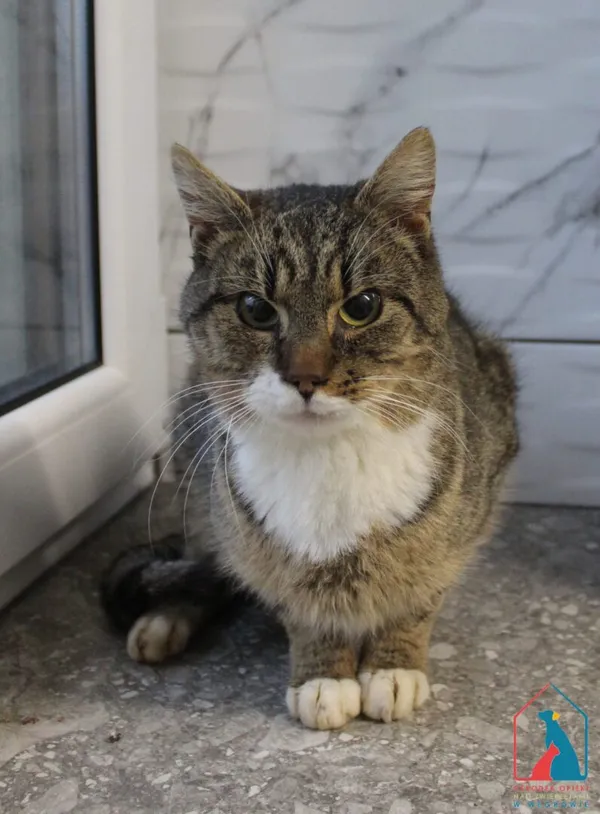 Kot do adopcji, Grudziądz, 15 grudnia 2025