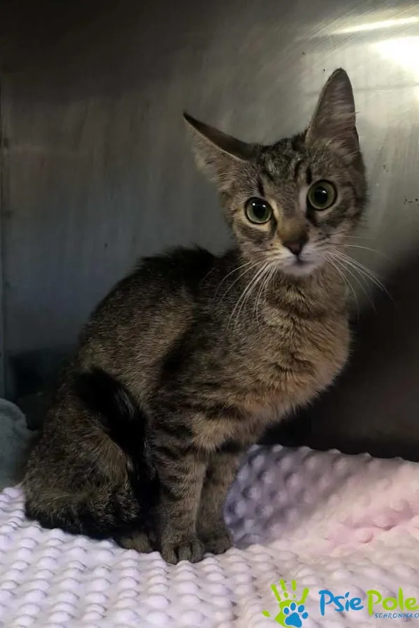 Znaleziono kota, Racławice, 9 stycznia 2026