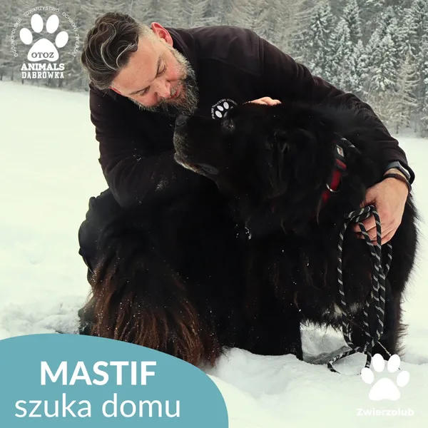 Pies do adopcji, Dąbrówka, 14 stycznia 2026 (2/3)